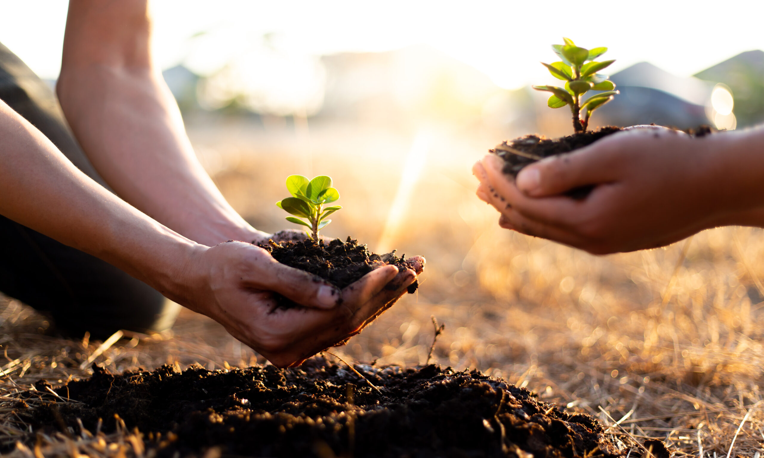 Two men are planting trees and watering them to help increase oxigene. CQtrees